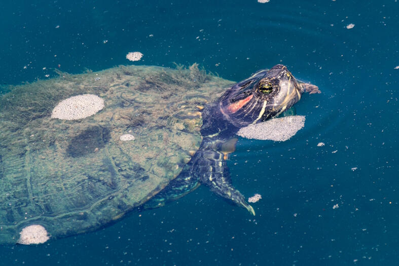 A wild turtle in a pond.