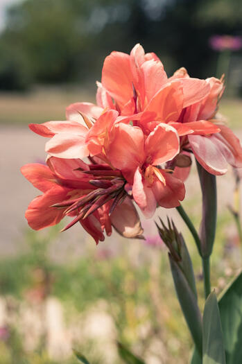 A pink flower of some description.